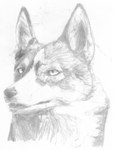 2007 ambiguous_gender black_nose canid canine canis chukchi_husky countershade_face countershading domestic_dog feral fur graphite_(artwork) greyscale headshot_portrait hi_res husky mammal monochrome multicolored_body multicolored_fur nordic_sled_dog open_mouth pencil_(artwork) portrait shaded siberian_husky simple_background soft_shading spitz traditional_media_(artwork) white_background