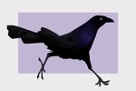 ambiguous_gender beak black_body black_feathers claws feathered_wings feathers feral iridescent iridescent_feathers simple_background solo tail tail_feathers walking wings yellow_eyes wetchop avian bird grackle icterid oscine passerine