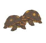 ambiguous_gender duo feral shell matuska reptile scalie tortoise turtle digital_drawing_(artwork) digital_media_(artwork)