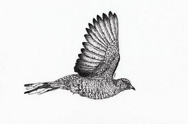 detailed_feathers feathers feral flying realistic simple_background solo spread_wings tail tail_feathers white_background wings birdseedsltd inca_dove 2024 black_and_white detailed monochrome traditional_media_(artwork)