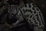 ambiguous_gender black_body black_fur brown_body brown_fur feral fur grey_body grey_fur solo whiskers x-zelfa genet mammal viverrid