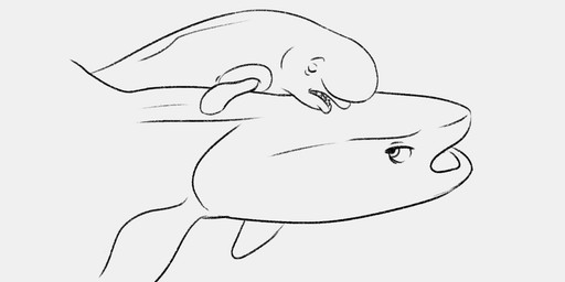 angry big_head dorsal_fin duo female feral fin male open_mouth simple_background sleeping sleeping_on_another white_background macrolago disney finding_dory finding_nemo pixar bailey_(finding_dory) destiny_(finding_dory) aquatic beluga carpet_shark cetacean fish mammal monodontid shark toothed_whale whale_shark 2022 monochrome sketch