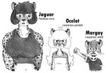 anthro clothing collarbone dress eyebrows feline_ears female fur hair long_hair markings muscular muscular_anthro muscular_female navel short_hair spots spotted_body spotted_fur thick_eyebrows tomboy topwear whiskers efradraws felid feline jaguar leopardus mammal margay ocelot pantherine 2024 absurd_res graphite_(artwork) hi_res model_sheet monochrome painting_(artwork) pencil_(artwork) sketch traditional_media_(artwork)