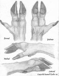 3_fingers ambiguous_gender anatomy anthro cloven_hooves diagram fingers high-angle_view hooved_fingers hooves low-angle_view paws side_view solo text russell_tuller cervine deer mammal biological_illustration english_text graphite_(artwork) model_sheet monochrome sketch technical_illustration traditional_media_(artwork)