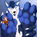 anthro dipstick_tail duo feet fluffy fluffy_tail foot_focus macro male markings micro pawpads paws tail tail_markings zhekathewolf joey_(average_joey) canid canine canis fox mammal wolf 1:1