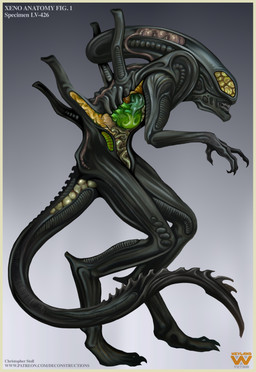 ambiguous_gender anatomy black_body border brain detailed_anatomy guts intestines organs simple_background solo tail teeth text x-ray_view yellow_border christopher_stoll alien_(franchise) alien xenomorph absurd_res english_text hi_res source_request url