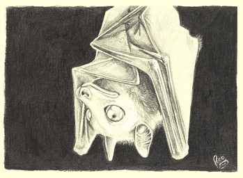 ambiguous_feral ambiguous_gender feral glistening glistening_eyes inner_ear_fluff logo membrane_(anatomy) membranous_wings mouth_closed simple_background solo tuft upside_down wings pandapaco bat mammal artist_logo detailed monochrome signature sketch