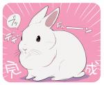 2015 ambiguous_gender border dewlap_(anatomy) ichthy0stega japanese_text lagomorph leporid mammal pink_nose rabbit simple_background solo text translated white_border