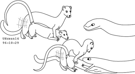 duo feral feral_pred feral_prey forced fur interspecies larger_pred male male/male male_prey nude nude_male open_mouth size_difference tail unwilling_prey vore urbanhermit mammal murid murine mustelid musteline rat rodent true_musteline weasel 1996 black_and_white dated monochrome