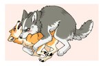 all_fours bite blush bodily_fluids countershading cross-popping_vein duo fangs feral fur grey_body grey_fur neck_bite orange_body orange_fur pawpads paws pink_background quadruped simple_background size_difference sweat tail teeth white_body white_fur worried worried_look ayaka kyappy shibeta canid canine canis domestic_dog husky mammal nordic_sled_dog shiba_inu siberian_husky spitz hi_res female_(lore) male_(lore)