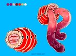 anatomically_correct anatomically_correct_genitalia animal_genitalia anthro anus arthropod_abdomen arthropod_abdomen_anus arthropod_abdomen_genitalia arthropod_abdomen_penis big_anus big_penis bodily_fluids genital_fluids genital_slit genitals huge_anus huge_penis hyper hyper_genitalia hyper_penis male multi_genitalia multi_penis penis prehensile_penis puffy_anus solo sweet_yissus vega_frith arthropod cecropia_moth insect lepidopteran moth saturniid absurd_res hi_res model_sheet