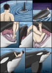 body_in_mouth cetacean comic digital_media_(artwork) dolorcin dolphin duo feet_first feral feral_pred hi_res human male mammal marine nude oceanic_dolphin oral_vore orca partially_submerged sequence size_difference swallowing tongue toothed_whale underwater vore water willing_prey