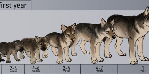 adolescent age_chart black_body black_fur black_nose brown_body brown_eyes brown_fur chart feral fur grey_body grey_fur lying neonate on_front quadruped solo standing tan_body tan_fur text white_body white_fur yellow_eyes young alexpahomov canid canine canis mammal wolf 2020 digital_drawing_(artwork) digital_media_(artwork) english_text hi_res model_sheet