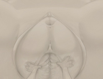 anthro bodily_fluids clitoral_hood clitoris duo female genital_fluids genitals inflation male male/female vaginal_fluids vulva drakemohkami disney zootopia judy_hopps nick_wilde canid canine european_rabbit fox lagomorph leporid mammal oryctolagus rabbit red_fox true_fox 2023 digital_media_(artwork) monochrome