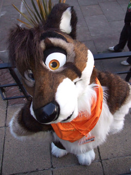 anthro blue_eyes brown_eyes clothing costume fursuit heterochromia male real solo unknown_artist canid canine canis domestic_dog mammal 3:4 grandfathered_content source_request