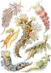 ambiguous_gender feral group ernst_haeckel public_domain aquatic_gastropod gastropod marine mollusk nudibranch sea_slug slug absurd_res ancient_art biological_illustration hi_res technical_illustration traditional_media_(artwork) zoological_illustration