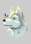 angry blue_eyes fur grey_body grey_fur male pallet solo speedpaint cormac_(artist) alaskan_malamute canid canine canis domestic_dog mammal nordic_sled_dog spitz bust_portrait hi_res portrait