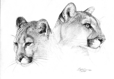 duo ears_back feral front_view looking_away looking_down pivoted_ears realistic simple_background whiskers white_background lyon_castro cougar felid feline mammal 1992 black_and_white greyscale headshot_portrait monochrome portrait signature
