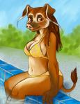 anthro big_breasts bikini biped breasts clothed clothing female looking_at_viewer outside sitting solo swimming_pool swimwear two-piece_swimsuit caribou_(artist) domestic_pig mammal red_river_hog river_pig suid suina sus_(pig)