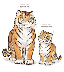 age_difference ambiguous_gender black_markings duo feral fur looking_at_another markings orange_body orange_fur pink_nose quadruped simple_background size_difference stated_age striped_body striped_fur stripes tail text white_background white_body white_fur yellow_eyes young young_feral gentleeeeeeecat felid mammal pantherine siberian_tiger tiger colored digital_drawing_(artwork) digital_media_(artwork) english_text hi_res shaded