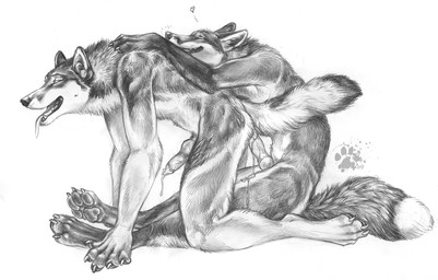 <3 after_sex anal anal_penetration animal_genitalia blotch canine canine_penis cum fox gay hands-free knot male mammal monochrome orgasm penetration penis tongue tongue_out wolf
Rating: Explicit
Score: 13
User: Dream
Date: April 04, 2010