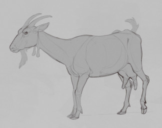 animal_genitalia avian_caruncle dewlap_(anatomy) feral genitals hooves horn teats udders wattle technesaurus alpine_goat bovid caprine domestic_goat goat mammal sketch