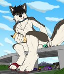 anthro blue_eyes bottomwear bridle clothing cloud collar fur furaffinity_logo group highway looking_at_viewer macro male masturbation micro nude patreon_logo red_bottomwear red_clothing sky solo_focus text tongue tongue_out underwear vehicle bartucthebloody furaffinity patreon canid canine canis domestic_dog husky mammal nordic_sled_dog spitz 2018 absurd_res hi_res url