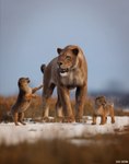 ambiguous_gender feral fur group paws quadruped tail trio whiskers young young_ambiguous young_feral julio_lacerda felid homotherium mammal prehistoric_species saber-toothed_tiger hi_res