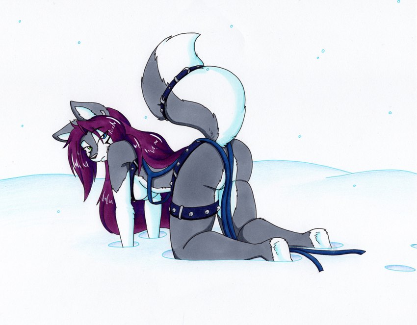 all_fours anthro bedroom_eyes belt breasts butt clothed clothing female fur hair harness heterochromia in_snow looking_at_viewer looking_back looking_back_at_viewer mostly_nude multicolored_body multicolored_fur narrowed_eyes outside purple_hair seductive skimpy sled_harness smile smiling_at_viewer snow solo two_tone_body two_tone_fur under_boob tierafoxglove yuina canid canine canis mammal wolf 2022 traditional_media_(artwork)