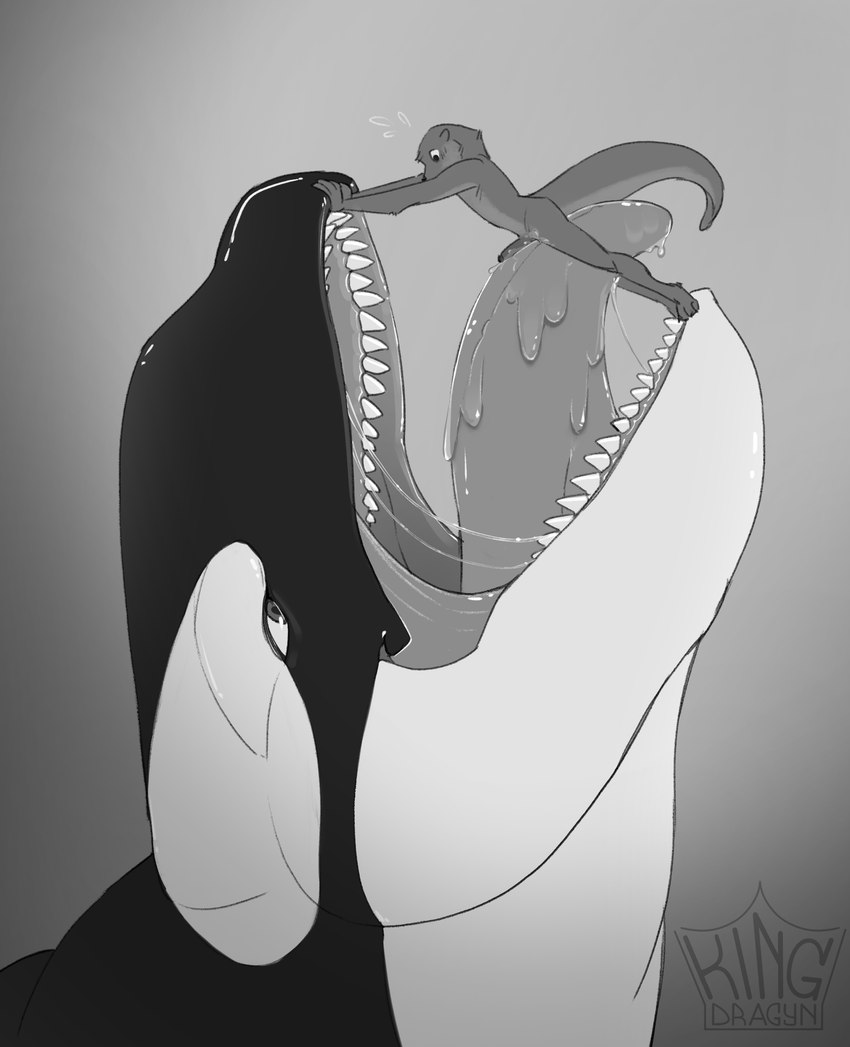 ambiguous_gender ambiguous_pred anthro bodily_fluids body_lick drooling duo genitals imminent_vore licking male male/ambiguous male_prey nervous oral oversized_oral penis saliva size_difference tongue kingdragyn kinktober kinktober_2024 cetacean dolphin mammal marine mustelid oceanic_dolphin orca otter toothed_whale absurd_res hi_res monochrome