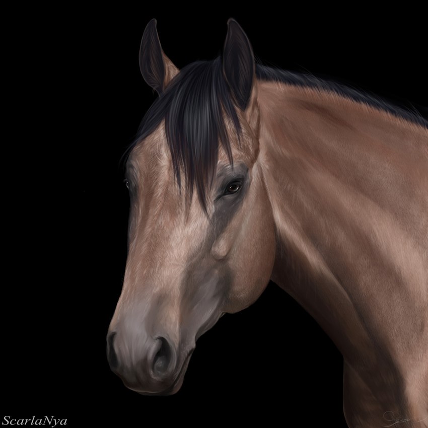 ambiguous_gender black_background black_inner_ear_fluff black_mane brown_ears brown_eyes feral inner_ear_fluff mane mouth_closed simple_background solo text tuft scarlanya equid equine horse mammal 1:1 artist_name hi_res signature