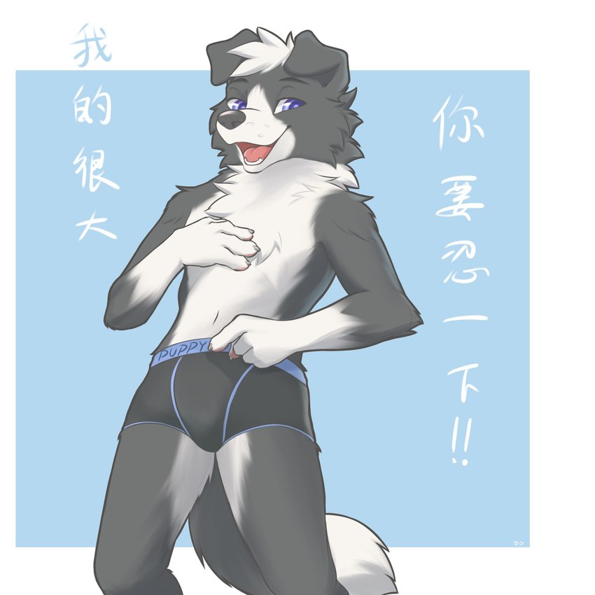 anthro black_body black_fur cheek_tuft chest_tuft clothed clothing facial_tuft fur gloves_(marking) head_tuft looking_at_viewer male markings open_mouth open_smile purple_eyes smile solo text tongue topless tuft underwear underwear_only white_body white_fur ddgio border_collie canid canine canis collie domestic_dog herding_dog mammal pastoral_dog sheepdog 1:1 2021 chinese_text hi_res translation_request