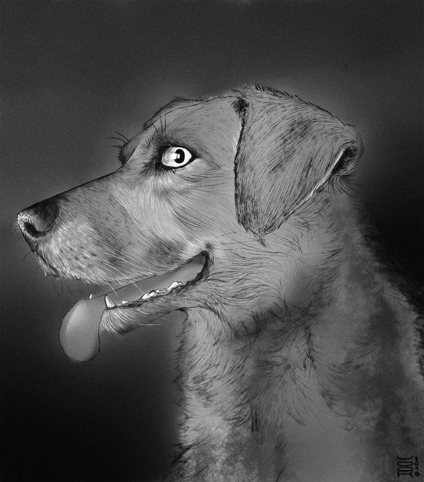 ambiguous_gender feral floppy_ears glistening glistening_eyes looking_at_viewer open_mouth simple_background solo whiskers yookie canid canine canis domestic_dog mammal bust_portrait hi_res monochrome portrait