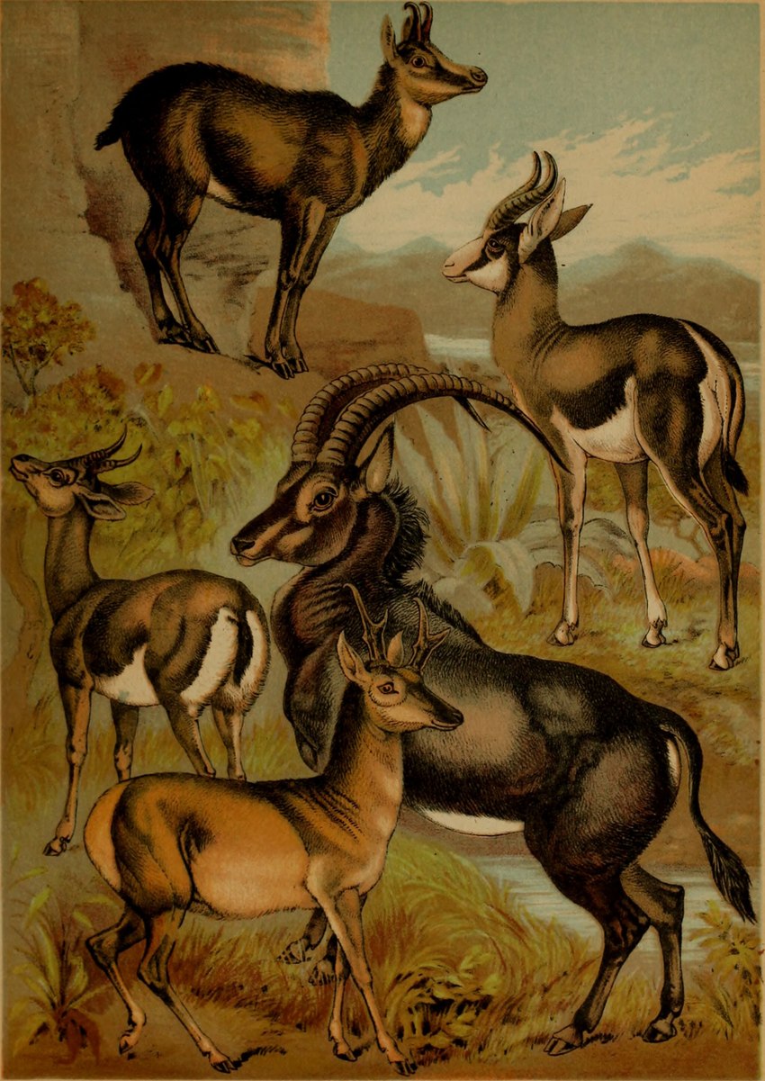 ambiguous_gender brown_body brown_fur feral fur group hooves horn plant quadruped tail hugh_craig public_domain antelope bovid gazelle mammal pronghorn springbok true_antelope 1897 19th_century absurd_res ancient_art hi_res traditional_media_(artwork)