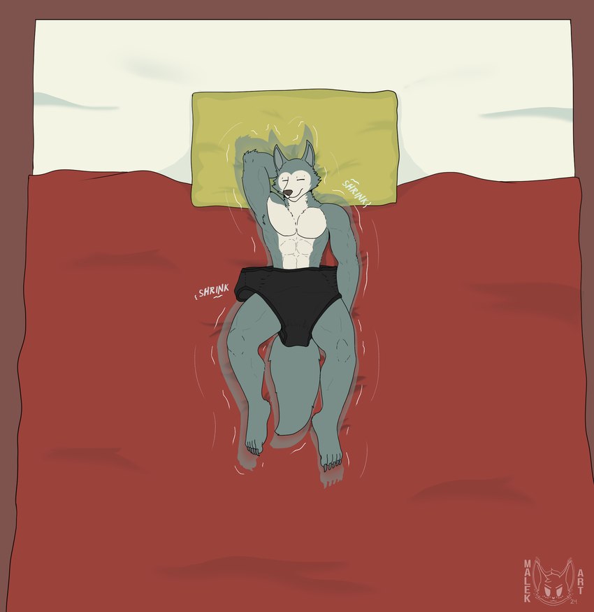 bed briefs clothing furniture male shrinking shrinking_out_of_clothes size_transformation sleeping solo transformation unaware_transformation underwear malekart beastars legoshi_(beastars) canid canine canis mammal wolf hi_res