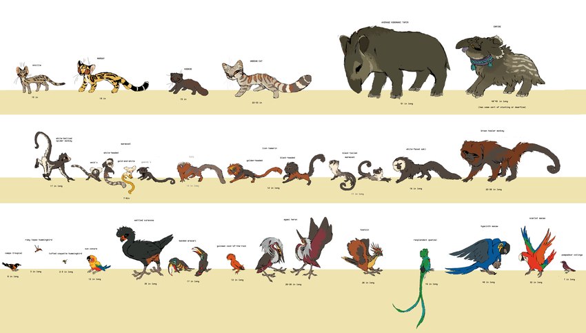 feral tagging_guidelines_illustrated text 2n2n agami_heron andean_mountain_cat apodiform ara_(genus) atelid avian bird callitrichid cock-of-the-rock cotingid felid feline haplorhine heron hoatzin howler_monkey hummingbird hyacinth_macaw jandaya kodkod leopardus lion_tamarin macaw mammal margay marmoset monkey neotropical_parrot new_world_monkey new_world_suboscine oncilla parakeet parrot passerine pelecaniform pitheciid primate quetzal resplendent_quetzal scarlet_macaw spider_monkey suboscine sun_parakeet tapir titi_monkey toucan trogonid true_parrot wattled_curassow absurd_res digital_media_(artwork) english_text hi_res microsoft_paint_(artwork) species_name