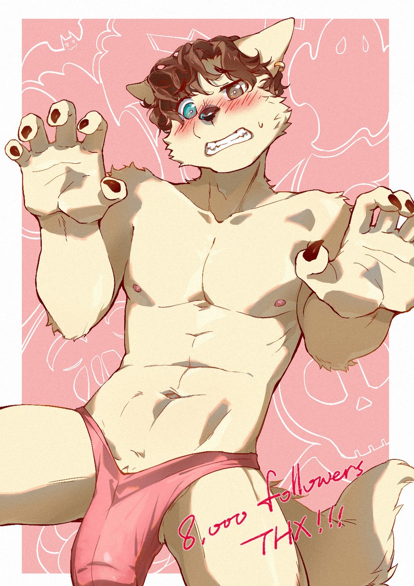 anthro black_nose blue_eyes blush bodily_fluids brown_eyes brown_hair bulge clenched_teeth clothing detailed_bulge embarrassed erection erection_under_clothing fluffy fluffy_tail fur genital_outline hair heterochromia male mostly_nude muscular muscular_male nipples penis_outline pink_clothing pink_underwear solo speedo sweat sweatdrop swimwear tail teeth text underwear white_body white_fur enmapsycho enma_(enmapsycho) canid canine mammal english_text hi_res