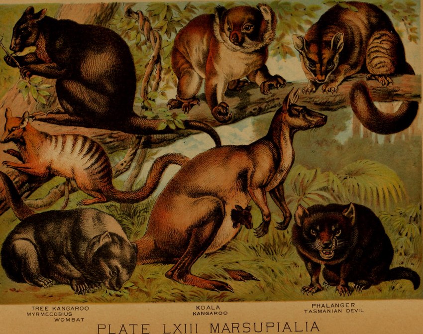 ambiguous_gender biped claws female feral fur group paws plant pouch_(anatomy) quadruped striped_body striped_fur stripes tail text whiskers young young_feral hugh_craig public_domain australian_possum dasyurid dasyuromorph kangaroo koala macropod mammal marsupial tasmanian_devil tree-kangaroo vombatiform wombat 1897 19th_century ancient_art hi_res traditional_media_(artwork) mother_(lore) mother_and_child_(lore) parent_(lore) parent_and_child_(lore)