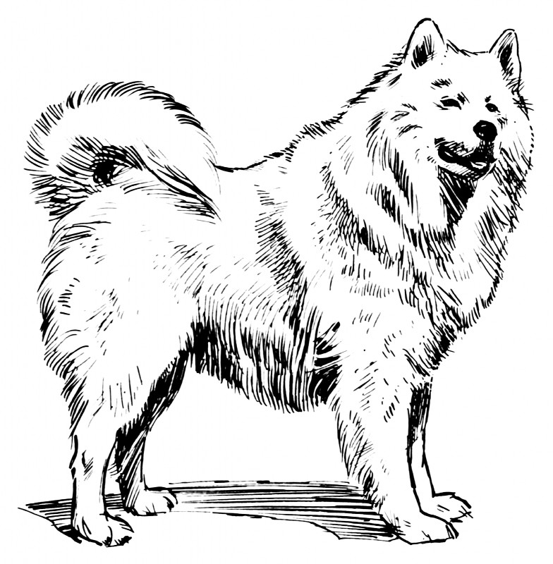 ambiguous_gender black_nose feral fluffy fur nude quadruped raised_tail simple_background solo standing tail white_background unknown_artist license_info public_domain canid canine canis domestic_dog mammal nordic_sled_dog samoyed spitz black_and_white hi_res monochrome