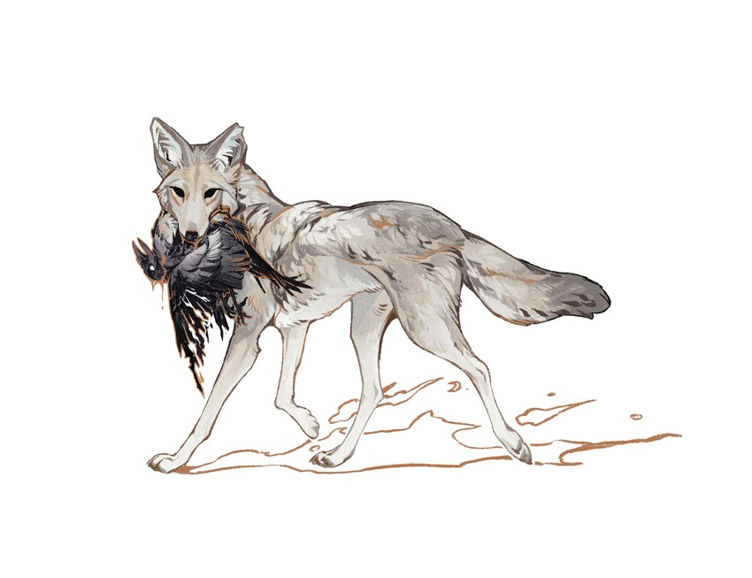 ambiguous_gender black_body black_feathers blood bodily_fluids body_in_mouth carcass corpse death duo feathers feral fur grey_body grey_fur inner_ear_fluff mouth_hold paws simple_background tuft white_background nightcrow avian bird canid canine mammal 2022 absurd_res hi_res