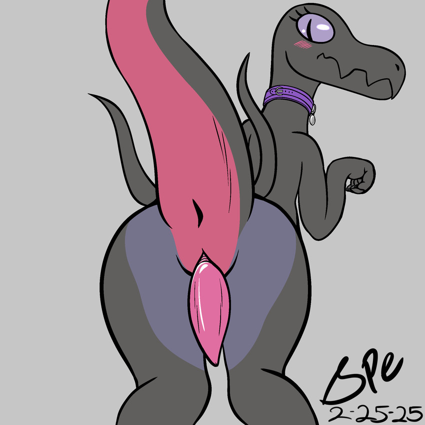 animal_genitalia anthro anus bent_over big_butt big_tail blush blush_lines butt collar collar_only countershading embarrassed erection eyelashes femboy genital_slit genitals grey_background grey_body humanoid_hands jagged_mouth long_neck long_tail looking_back male male_anthro multicolored_body nude penis pink_body pink_countershading pink_penis pupils purple_body purple_collar purple_countershading purple_eyes raised_tail rear_view simple_background slit_penis slit_pupils snout solo standing tail tail_anus tapering_penis tapering_tail thick_tail thick_thighs urethra spe nintendo pokemon generation_7_pokemon pokemon_(species) salazzle scalie 1:1 2025 dated digital_drawing_(artwork) digital_media_(artwork) flat_colors hi_res procreate_(artwork) signature