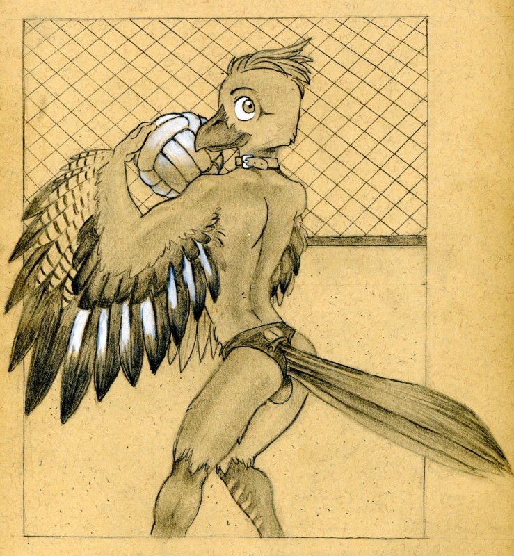 anthro beach_volleyball beak biped bulge butt clothed clothing feathered_wings feathers furgonomics holding_object looking_at_viewer male rear_view solo speedo standing swimwear tail tail_feathers topless winged_arms wings tush_(artist) garrulis avian bird corvid eurasian_jay jay_(bird) old_world_jay oscine passerine graphite_(artwork) hi_res monochrome traditional_media_(artwork)