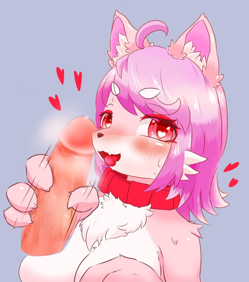 anthro breasts cheek_tuft chest_tuft collar duo erection eyebrow_through_hair eyebrows eyelashes facial_tuft featureless_breasts fellatio female female_focus fur genitals hair handjob heart_symbol inner_ear_fluff kemono looking_at_viewer male male/female oral penile penis pink_body pink_fur pink_hair sex simple_background solo_focus translucent translucent_hair tuft sirufi canid canine fox human mammal digital_media_(artwork) hi_res