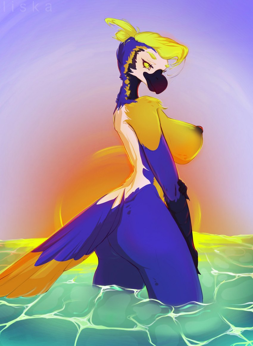 anthro big_breasts blonde_hair blue_body breasts clothing feathers female hair looking_at_viewer looking_back looking_back_at_viewer multicolored_body multicolored_feathers nipples non-mammal_breasts outside partially_submerged sea seascape seaside sky solo sunset swimming swimwear water yellow_eyes ststboy avian bird hi_res