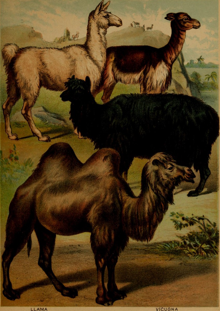 ambiguous_gender black_body black_fur feral fur group hooves plant quadruped tail hugh_craig public_domain alpaca bactrian camel camelid llama mammal 1897 19th_century absurd_res ancient_art hi_res traditional_media_(artwork)