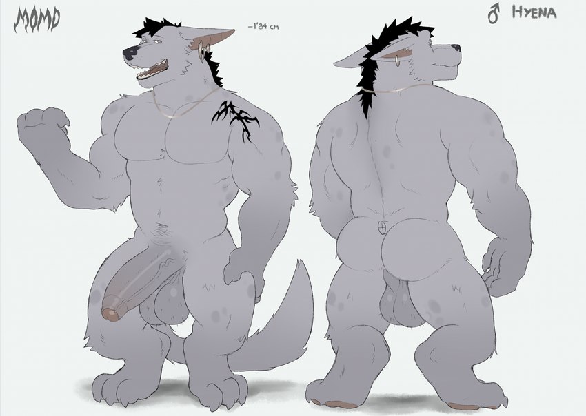 anthro backsack balls biceps big_penis butt ear_piercing foreskin fur genitals male muscular muscular_anthro muscular_male pawpads penis piercing solo tail vein veiny_penis fleshformomo momo_(fleshformomo) hyena mammal hi_res model_sheet