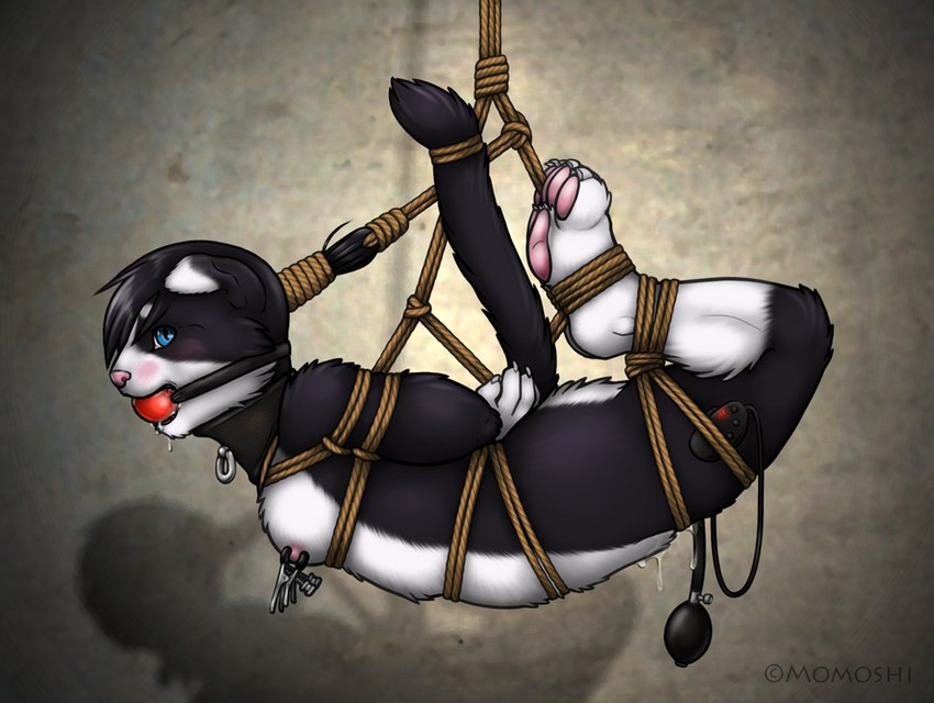 ankles_tied anthro areola arms_tied ball_gag bangs bdsm biped black_body black_fur black_hair blue_eyes blush bodily_fluids bondage bound breasts brown_rope claws collar collar_ring countershade_torso countershading dipstick_ears dripping drooling ear_markings facial_markings feet_tied female frogtied fur gag gagged genital_fluids gloves_(marking) hair hands_behind_back head_markings inflatable_sex_toy leg_markings legs_tied markings mask_(marking) multicolored_body multicolored_ears multicolored_fur nipple_clamp nipples pawpads pink_areola pink_nipples pink_nose pink_pawpads pupils pussy_juice_drip raised_tail red_ball_gag restraints rope rope_bondage rope_harness saliva sex_toy shadow simple_background small_breasts socks_(marking) solo submissive submissive_anthro submissive_female suspension suspension_bondage tail tail_tied text tied_hair toe_claws two_tone_body two_tone_fur vaginal_fluids vibrator white_body white_fur m0m0shi foxing_demon_(character) domestic_cat felid feline felis mammal 2014 digital_media_(artwork) shaded signature