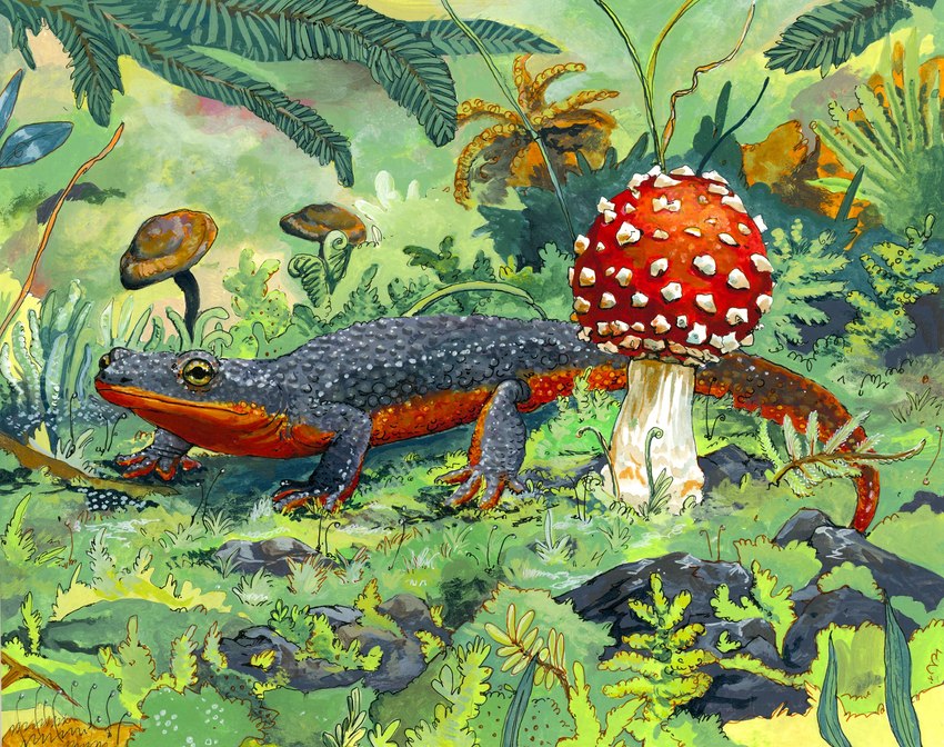 ambiguous_gender feral fungus mushroom plant solo goat-soap amphibian newt salamander hi_res traditional_media_(artwork)