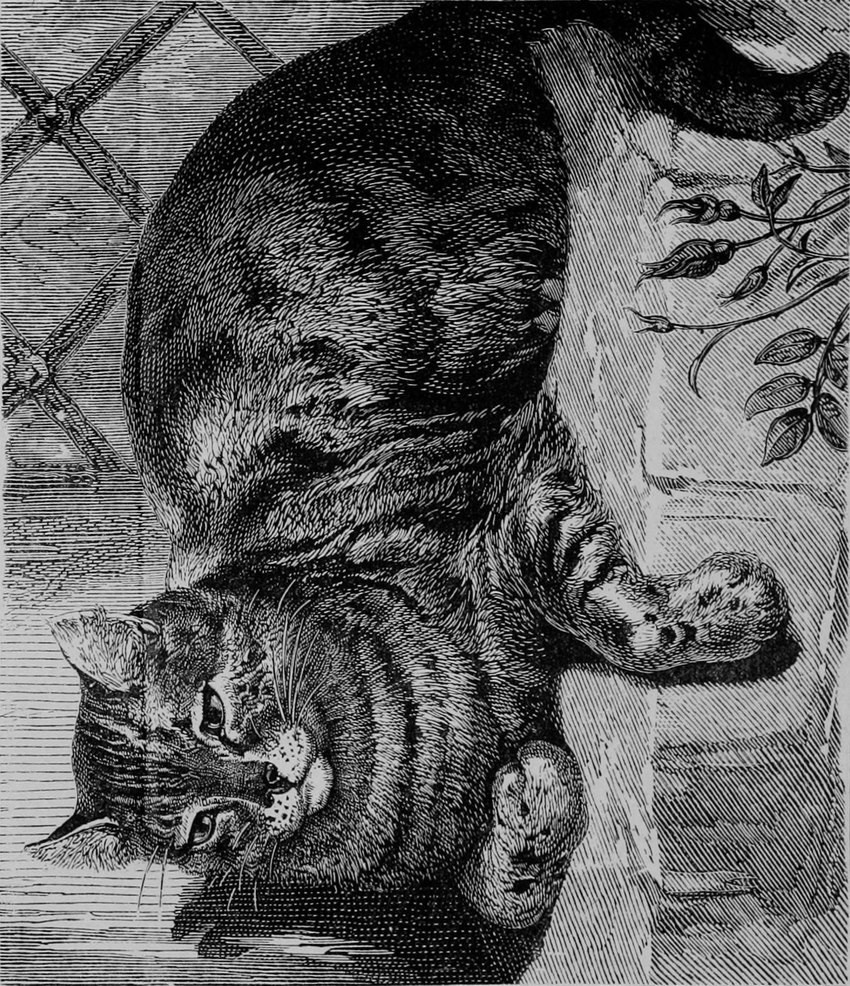 ambiguous_gender feral fingers freckled_face freckles fur inner_ear_fluff mouth_closed paws plant shadow sitting solo striped_body striped_fur stripes tail tuft whiskers unknown_artist domestic_cat felid feline felis mammal tabby_cat 1897 19th_century ancient_art bad_metadata black_and_white dithering full-length_portrait hi_res monochrome portrait shaded traditional_media_(artwork)