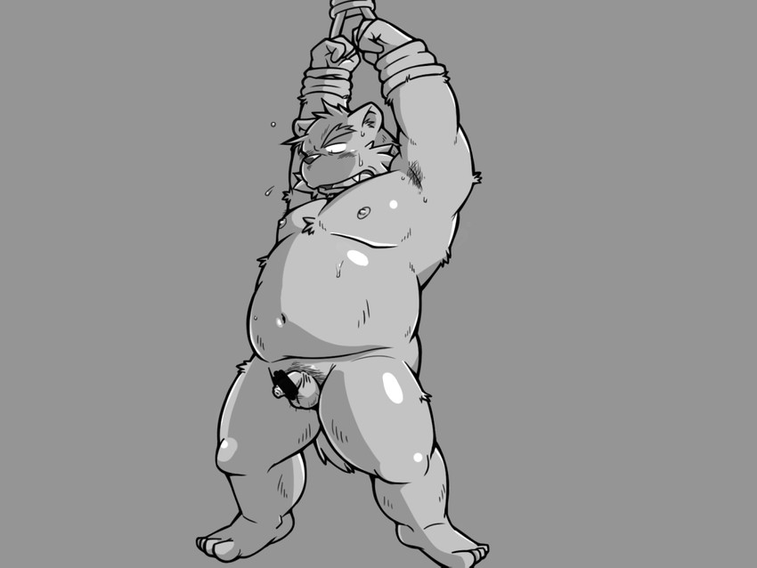 anthro balls belly bound flaccid genitals humanoid_genitalia humanoid_hands humanoid_penis kemono male moobs navel nipples overweight overweight_anthro overweight_male penis rope simple_background small_penis solo submissive submissive_male oogamikennta bear mammal 2016 4:3 censored monochrome